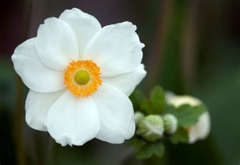 Top 35 Most Beautiful White Flowers With Pictures Jessica Paster