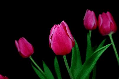Pick a fresh flower gif background to decorate your smartphone and make your live wallpaper even more realistic. tulips Animated Gifs ~ Gifmania