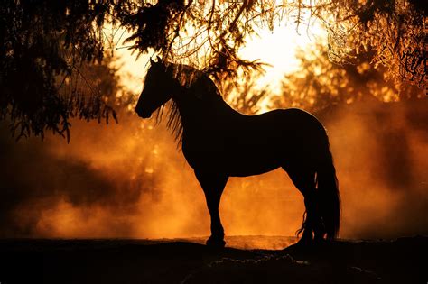 Friesian Stallion Saphire At Sunset By Laura Zugzda Horses