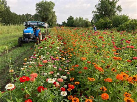 Flower Picking Farms In Ohio U Pick Flowers