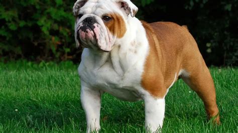 Bulldog Breed Characteristics And Care Breedsapp
