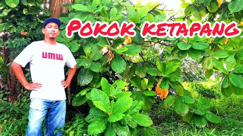 Contextual translation of daun terup into english. Cara proses daun ketapang//badol style//betta fish pawer ...