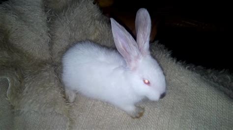 Bunny with xylophone isolated on white background. My White Albino Bunny with Red Eyes & Grey Tail (Ruby ...