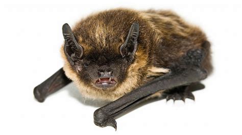 Types Of Bats Found In Michigan Oakland Co Mi My Bat Guy