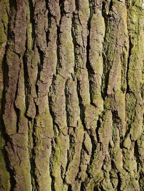 Close Up Of Elm Tree Bark Up North Pinterest