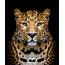Leopard  Animal Photos Creative Market
