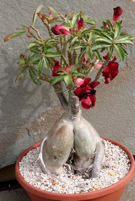 Centrally located for guests visiting the grand circle national parks, monuments, and attractions, such as arches national park, bryce canyon. ADenium pants and desert rose pre-summer growing check up ...