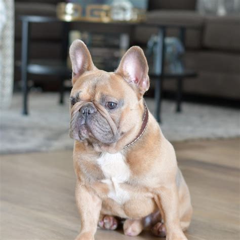 French breeders sought to consistently produce the erect bat ears, much to the chagrin of english breeders. Poetic French Bulldogs' Ronin - French Bulldog - Puppies ...