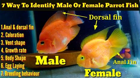 7 Way To Identify Male Or Female Parrot Fish Youtube