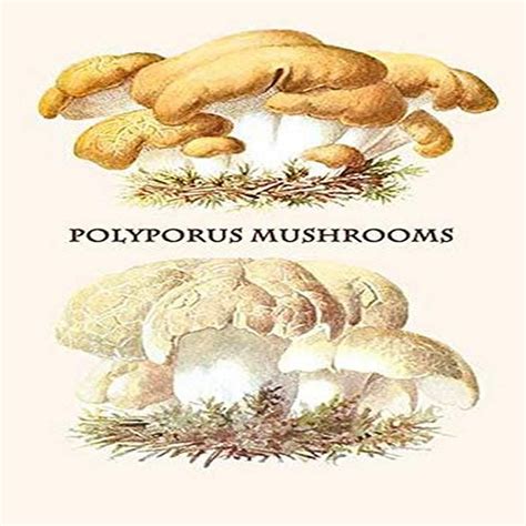 Polypores Are A Group Of Tough Leathery Poroid Mushrooms