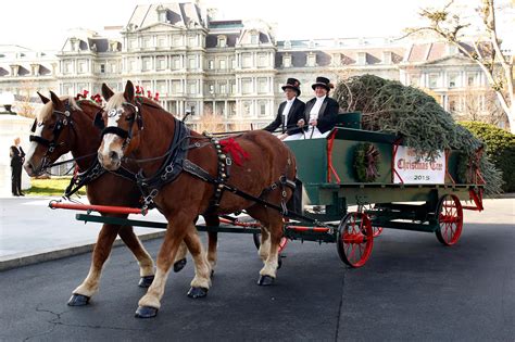 7 Magical Horse Drawn Carriage Rides In Virginia
