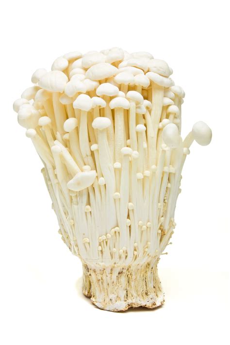 Common Types Of Edible Mushrooms