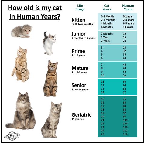 The image above is an approximate calculation of how many years with 11 years the cat is as if it had about 60 human years, with 12 equals 64, with 13 years. How old is your cat in human years? #catlife # ...
