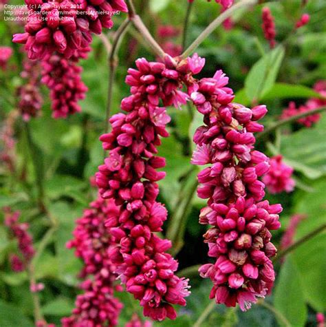 Plantfiles Pictures Kiss Me Over The Garden Gate Persicaria