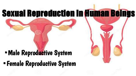 Male And Female Reproductive System Chapter 8 Cbse Class 10 How Do