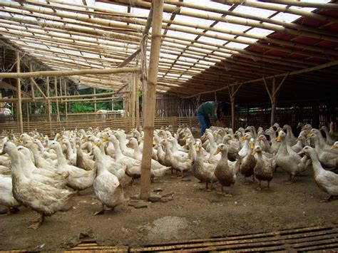 Apakah bau dari itik tidak mengganggu lingkungan sekitar dan bgm cara spy tidak bau mengganggu tetanga? PETERNAKAN BEBEK DAN AYAM (Cv. Mujur Ternak ): Kandang bebek