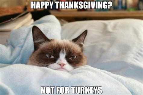 14 Best Grumpy Cat Thanksgiving Images On Pinterest