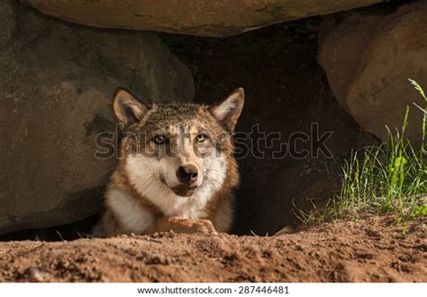 Grey Wolf Canis Lupus Pokes Head Stock Photo 287446481 Shutterstock