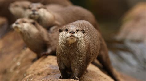 Facts About Otters Where They Live What They Eat And More Celestialpets