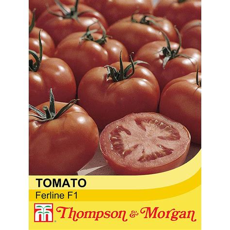 Tomato Ferline F1 Hybrid Seeds Thompson And Morgan