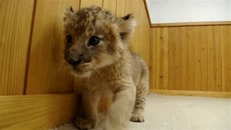 Cute Newborn Baby Lion Cubs Youtube