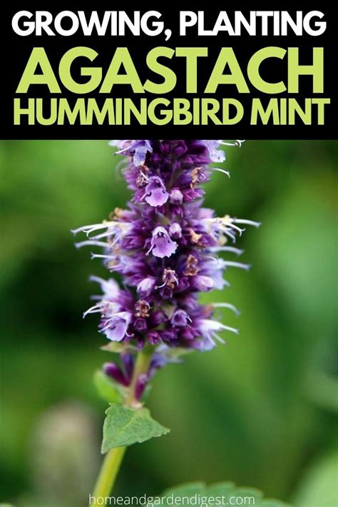 Shop hummingbirds of the world at replacements, ltd., one of 460,000 new and retired dinnerware, crystal, silver, and collectible patterns, plus vintage estate jewelry & watches, tableware accessories hummingbirds of the world. Growing, Planting and Using Agastache Hummingbird Mint ...