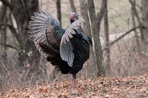 Keeping Alive The Fall Turkey Hunting Tradition And The Art Of