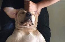 dog massage his owner gives man body him woman relaxes adorable moment