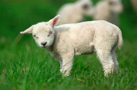 Cute Little Lamb Baby Sheep Cute Sheep Baby Animals