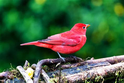 Birds In South Carolina 25 Of The Most Stunning Species