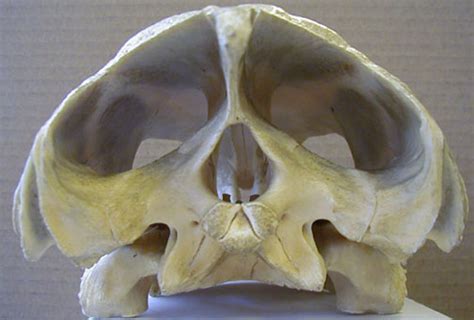 Biology 453 Amniote Skull Photos Part 1
