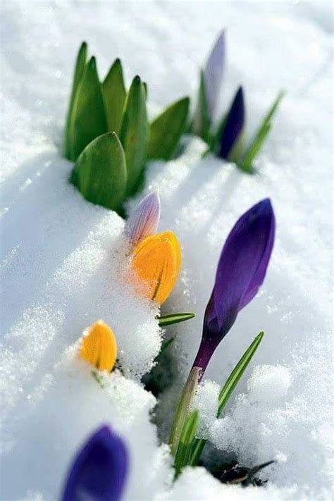 Épinglé Par Franã§oise Bedu Sur Fleurs Fleur Hiver Fleurs Concernant