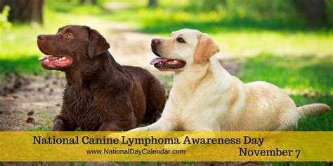 National Canine Lymphoma Awareness Day November 7 Labrador