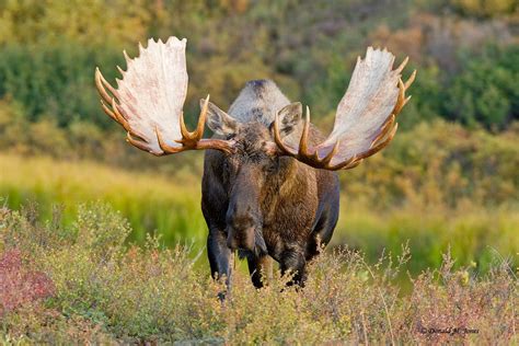Moose Photography Pin By Barbara Chapman On Buddys Moose Things
