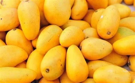 Fresh Mango At Rs 100kilograms Kesar Mango In Theni Id 12393132748