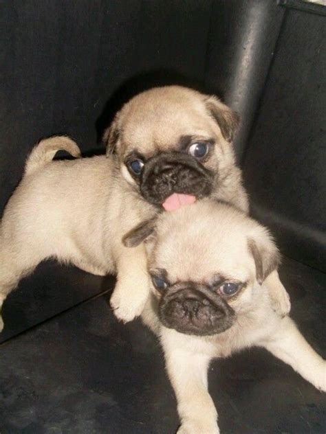 Brothers Cuties Pug Puppies Little Puppies Little Dogs Pugs