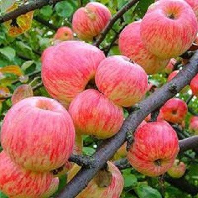 Яблони пользуются популярностью в промышленных и любительских садах. Яблоня Яблочный Спас (Malus domestica) - каталог магазина ...