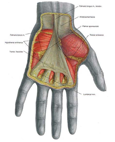 1000 Images About Anatomy On Pinterest