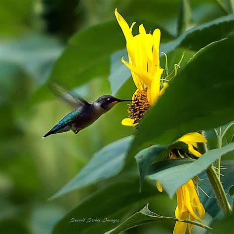 Hummingbird At Sunflower Photograph By Jack Johnson