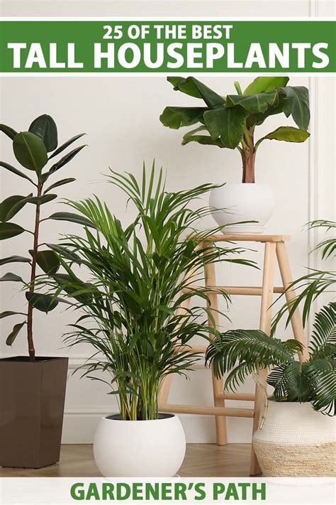 Living Room Plants Names Cabinets Matttroy