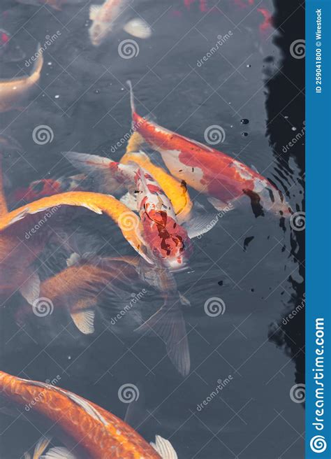 Koi Fish Swimming In The Fish Pond Stock Photo Image Of Japanese