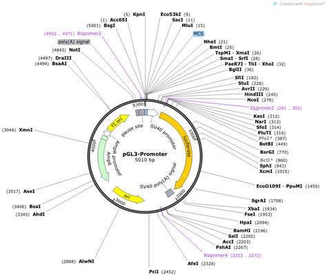 pGL3-Promoter载体_质粒图谱 - 优宝生物