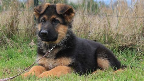Miniature German Shepherd Breed Overview Temperament And Personality 2022