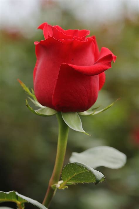 50 Farm Fresh Red Roses Bouquet By Justfreshroses Long Stem Fresh Red