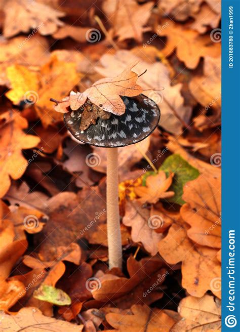 Coprinus Comatus Shaggy Ink Cap Mushroom Stock Photo Image Of Fungi