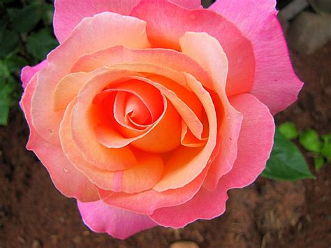 Maybe you would like to learn more about one of these? pink and peach roses - Google Search | CRP