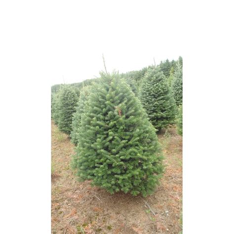 Holiday Living 7 Ft X 4 Ft Balsam Fir Full Real Christmas Tree In The