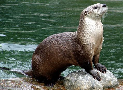 They are the noisiest of all otters, with a range of vocalizations that researchers have categorized into as many as 22 distinct sounds. Animal You: Giant Otter