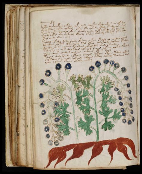 Notívagos O Dia Pela Noite O Manuscrito Voynich O Livro Que Ninguem