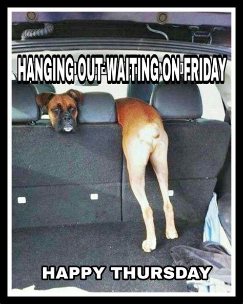 Happy Thursday Funny Dog Pictures Funny Animal Jokes Funny Animal Memes